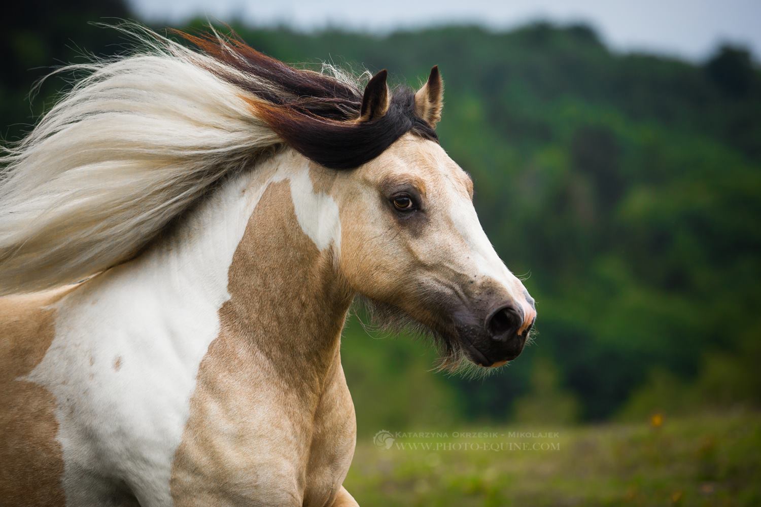 Buckskin Tobiano Gypsy Cob